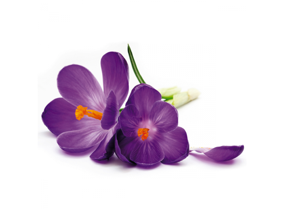 Pintura FLOR ROXA G1892 PINTDECOR