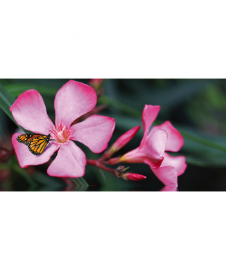 Pintura A BORBOLETA NA FLOR G1912 PINTDECOR