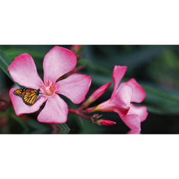 Pintura A BORBOLETA NA FLOR G1912 PINTDECOR