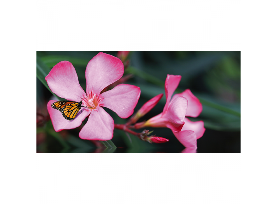 Pintura A BORBOLETA NA FLOR G1912 PINTDECOR