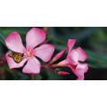 Pintura A BORBOLETA NA FLOR G1912 PINTDECOR