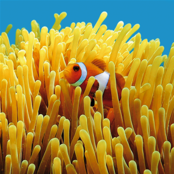Pintura NEMO G1546 PINTDECOR