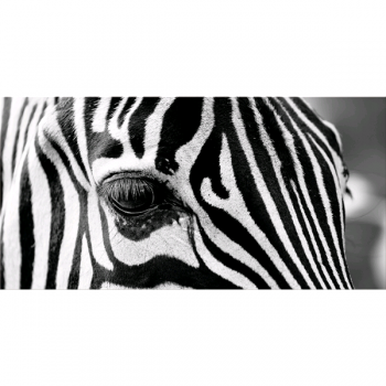 Pintura OLHO DE ZEBRA G5948 PINTDECOR