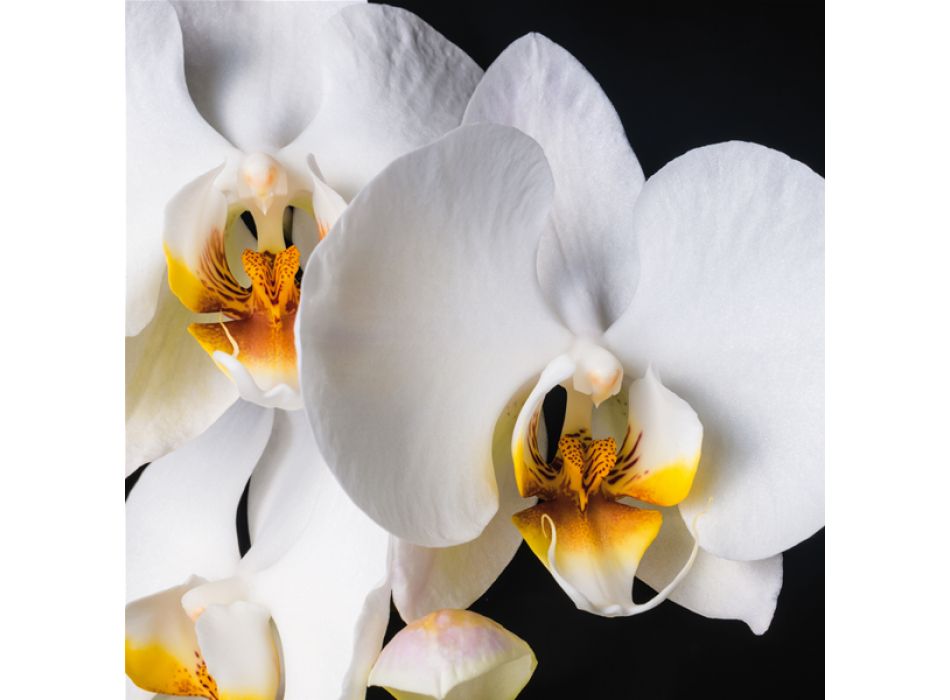 Pintura ORCHIDEA G1952 PINTDECOR