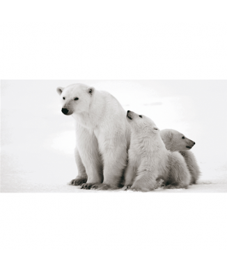Pintura Urso Polar G2014 PINTDECOR