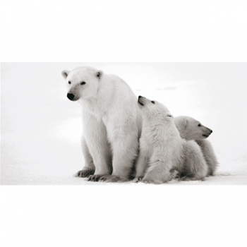 Pintura Urso Polar G2014 PINTDECOR