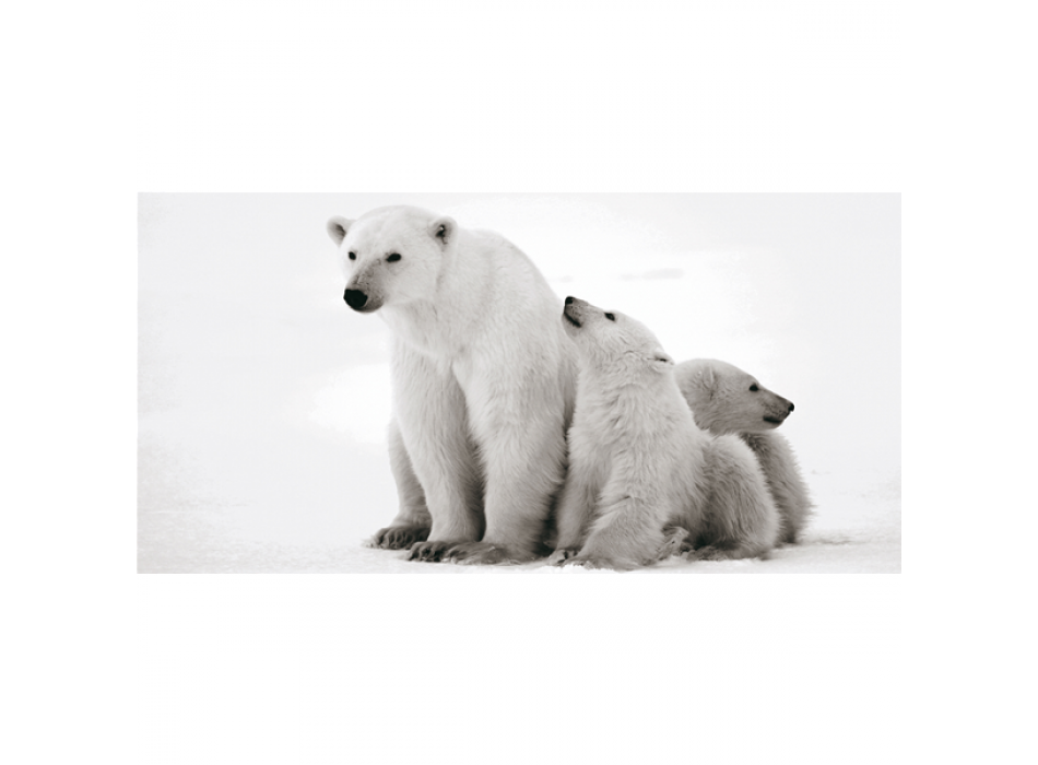 Pintura Urso Polar G2014 PINTDECOR