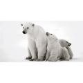 Pintura Urso Polar G2014 PINTDECOR