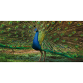 Pintura PAVÃO G3258 PINTDECOR