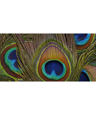 Pintura PENAS DE PAVÃO G2078 PINTDECOR