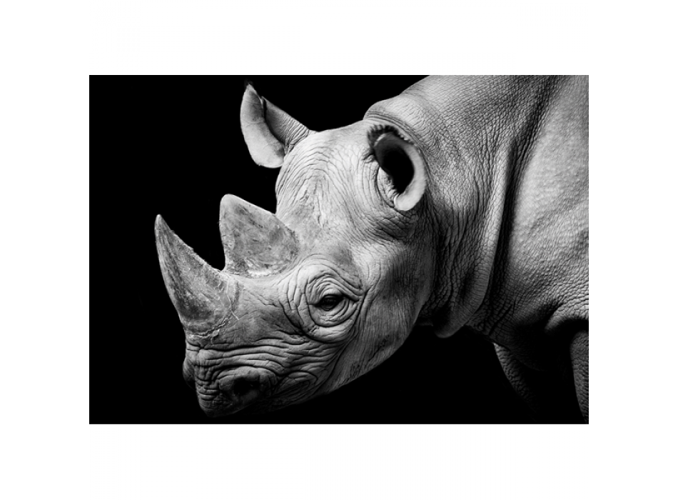 Estrutura RHINO G2026 PINTDECOR