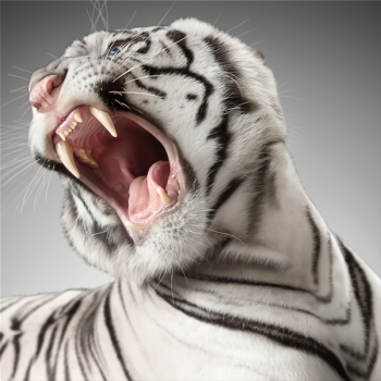 Pintura ROAR G3290 PINTDECOR