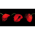 Pintura TRÊS PAPOULAS G2508 PINTDECOR