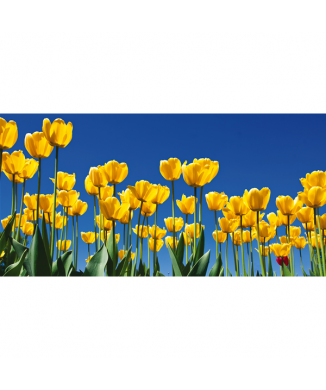 Pintura TULIPANI G1100 PINTDECOR