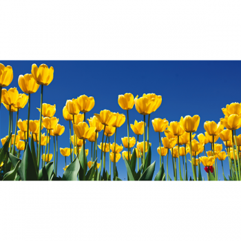 Pintura TULIPANI G1100 PINTDECOR