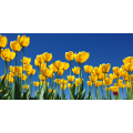 Pintura TULIPANI G1100 PINTDECOR