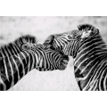 Pintura ZEBRE G5934 PINTDECOR