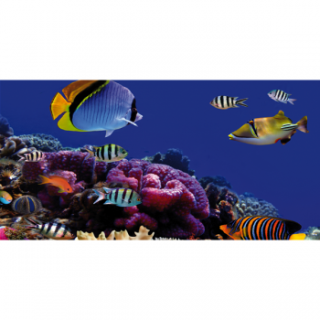 CORALS G1542 PINTDECOR Målning