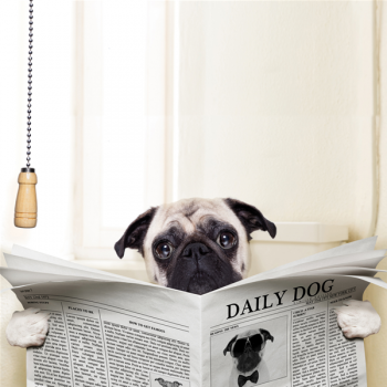 DAILY DOG G1576 PINTDECOR ramverk