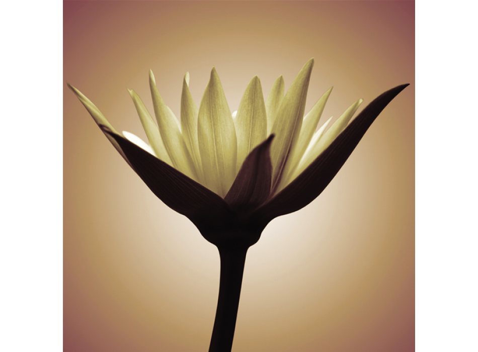 LJUSBLOMMA G1944 PINTDECOR-målning
