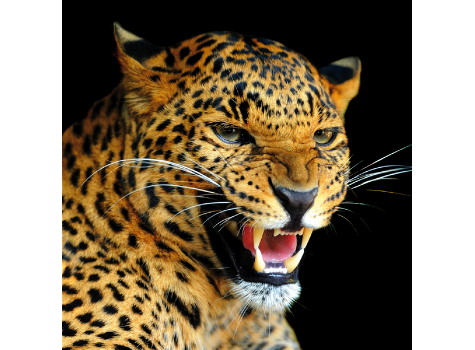 LEOPARD G1522 PINTDECOR ramverk