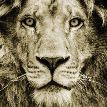 Målning LEJON G3286 PINTDECOR