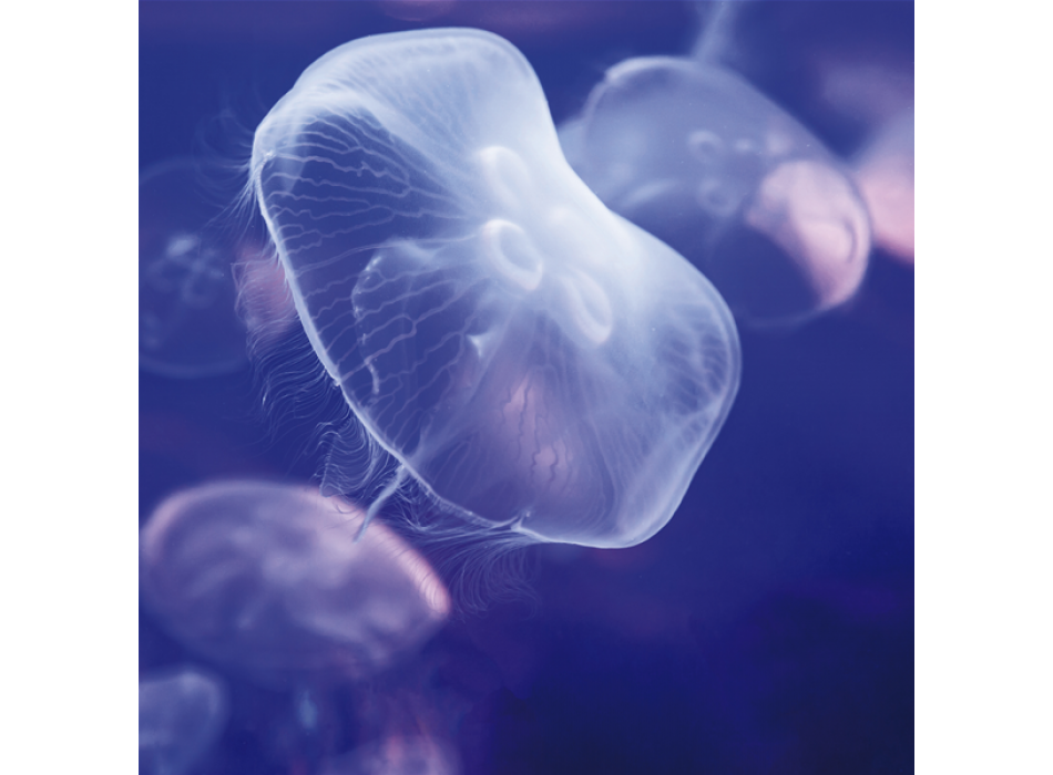 MEDUSA G1558 PINTDECOR Målning