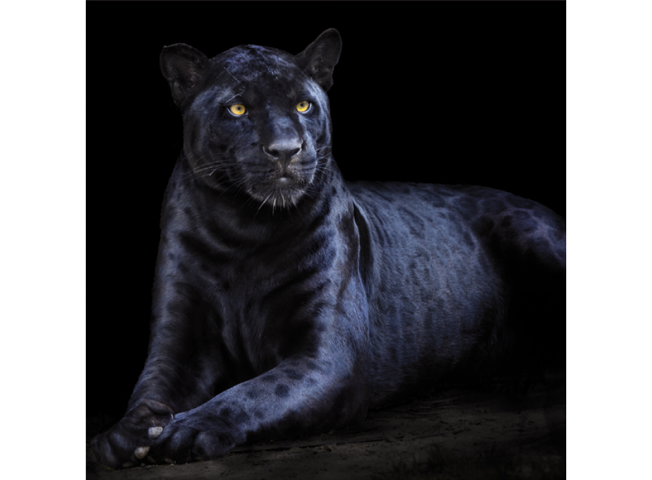 PANTERA G3294 PINTDECOR ramverk