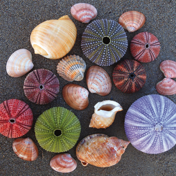 Målning av IGELKOTAR OCH SNÄCKOR G2044 PINTDECOR