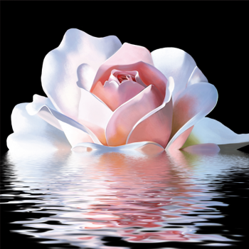 Målning ROSA REFLEKTION G2574 PINTDECOR